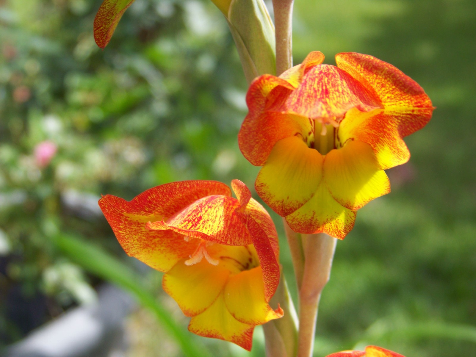 25 Flower Bulbs – Amaryllis, Daylilies, Crinum lilies, Iris, Gladiolus, & More