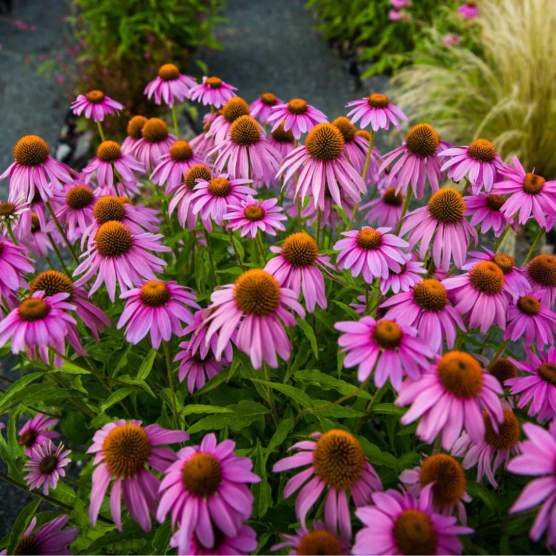Fresh Echinacea Seeds | Purple Coneflower | Heirloom Non-GMO | Flower Seeds