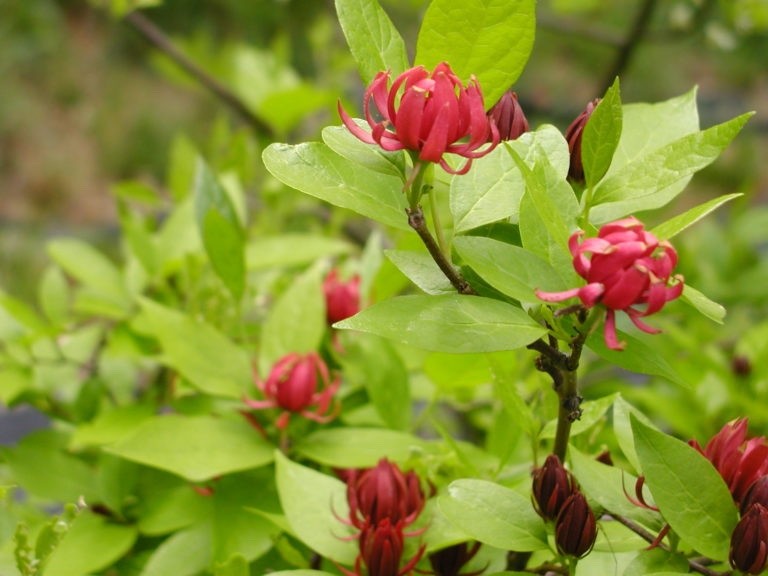 1 Sweet Shrub 12-24″ Calycanthus floridus Bare Root
