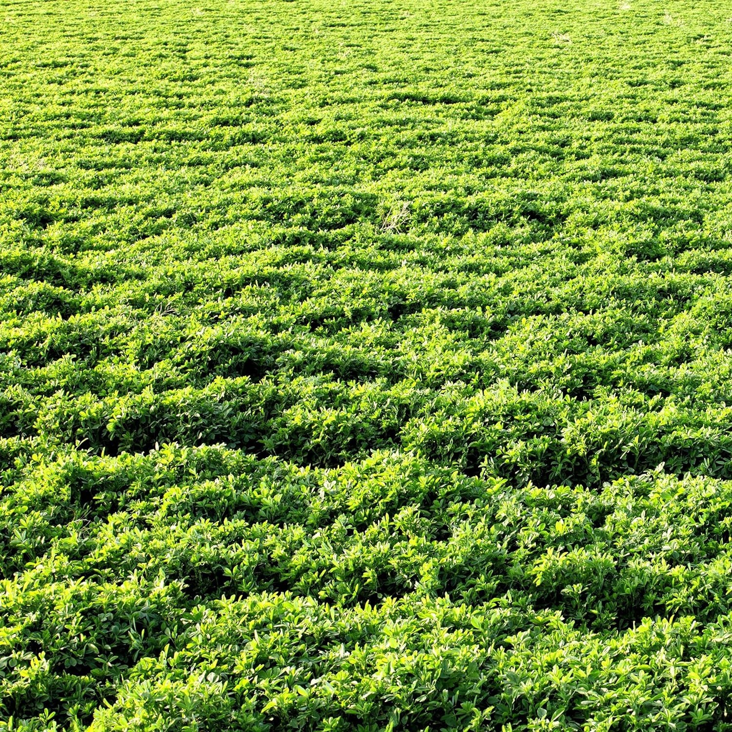 Alfalfa Seeds 10lb Non-GMO Heirloom Forage Pasture Lawn Grass Outdoor