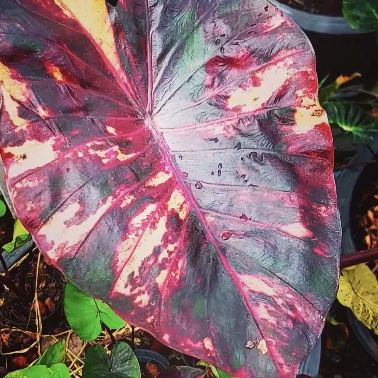 AUTHENTIC Colocasia Morning Star 1 bulb