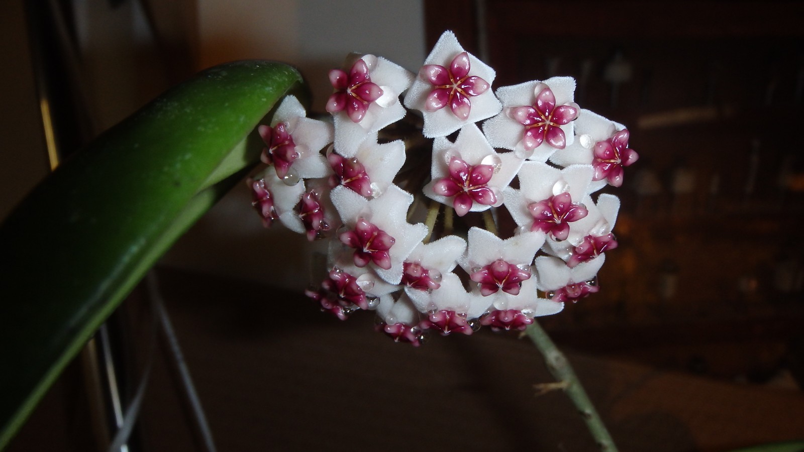 Hoya Obovata starter plant, well rooted, sent with the container, Wax plant