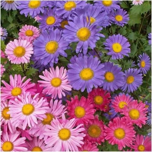 China Aster Seeds For Planting, Single Blend (Callistephus chinensis)