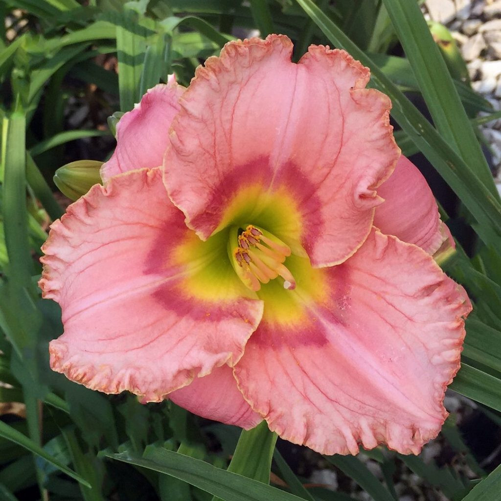 Reblooming Elegant Candy Daylily Hemerocallis One Rooted Starter Plant
