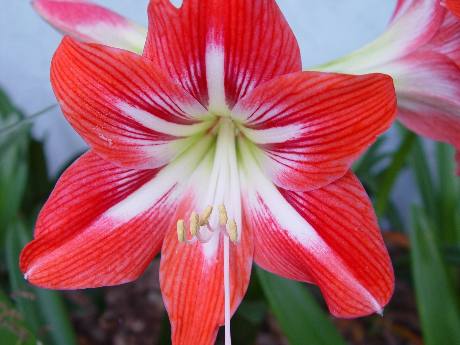 2 bulb Amaryllis Lily Flower St. Joseph’s Lily Hippeastrum x johnsonii