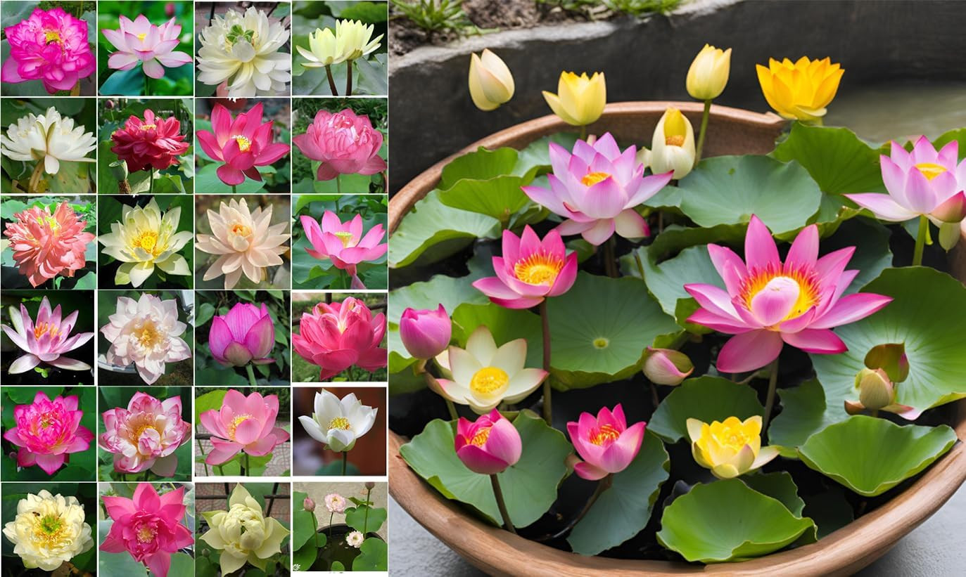 10 Sacred Lotus Seeds for Planting in Water Mixed Flower Color Pink Red White Ye