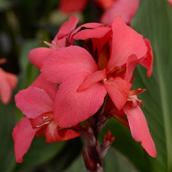 20 DWARf Pink Canna Lily SEEDS~Cannova ROSE~USA Seller~FREE SHIP~Grows To 2-3′