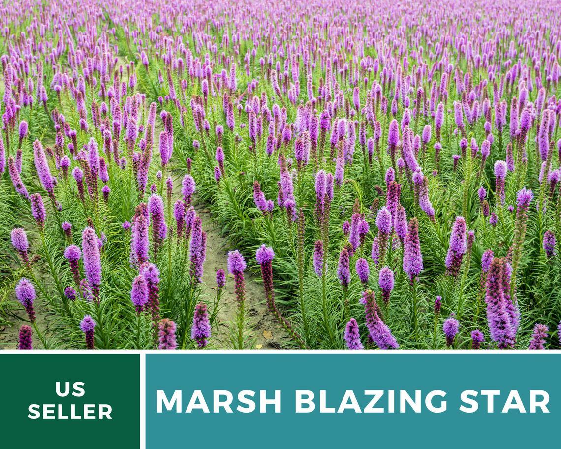 Blazing Star, Marsh – 150 Seeds, Heirloom Flower (Liatris spicata)
