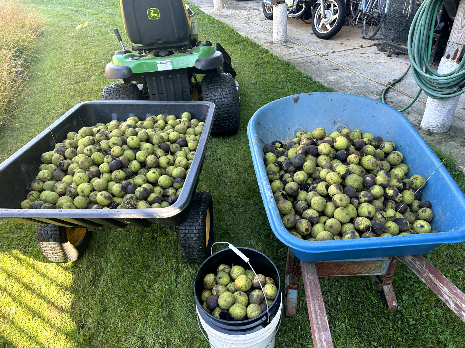 BLACK WALNUTS: 5lb Box Organic 2025 Harvest, Naturally Grown in Maryland.