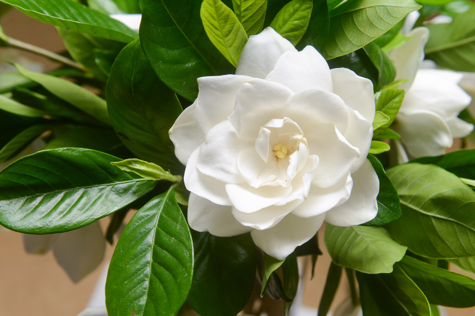 50 GARDENIA / CAPE JASMINE Jasminiodes Fragrant White Shrub Flower Seeds *FlatSH