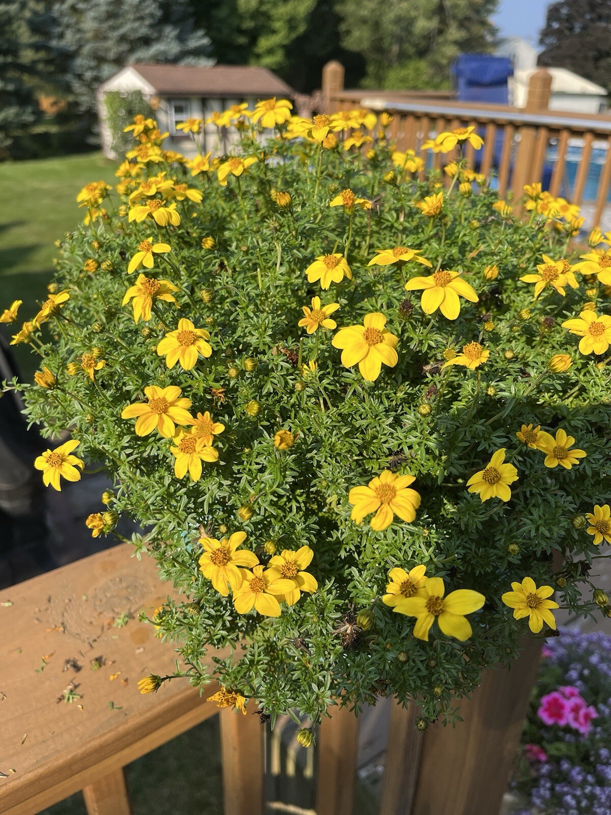Marigold Sunny Yellow
