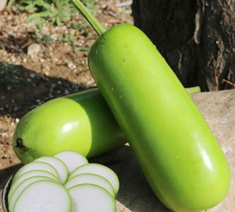 15+Calabash Bottle Gourd Seeds Chinese Pugua Nam Tao Yao Lauki Opo Vegetable USA
