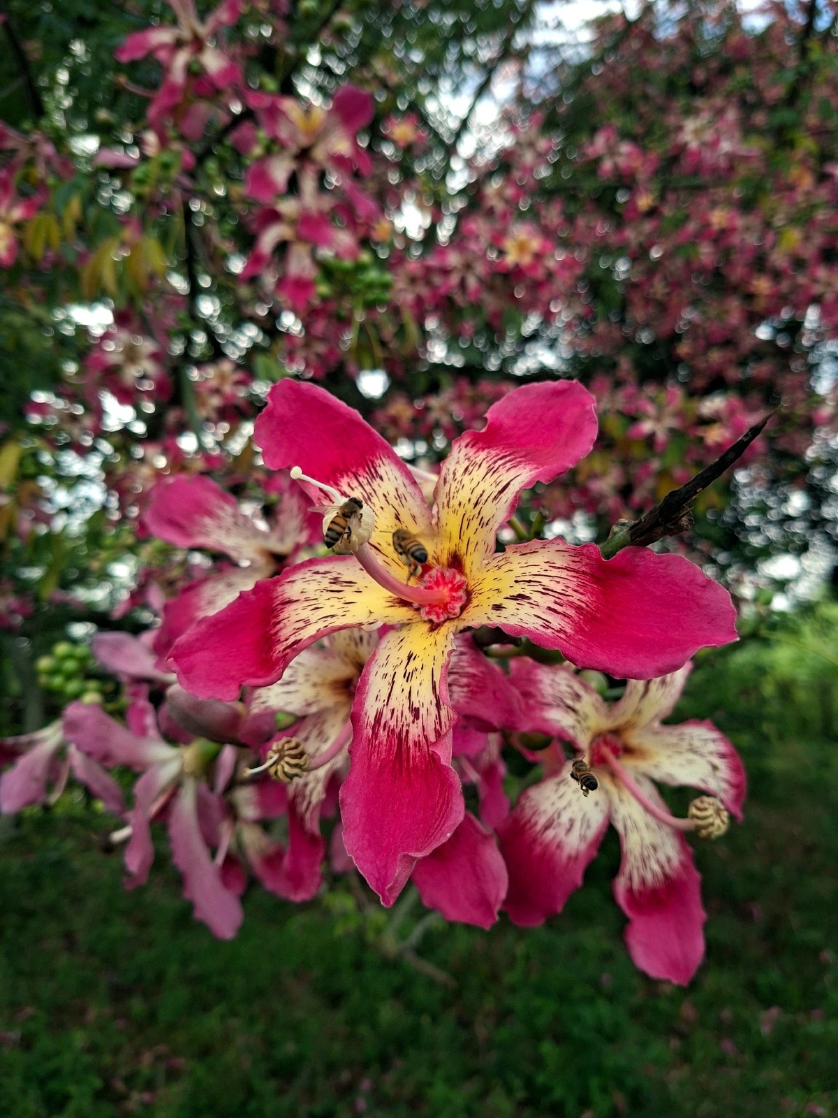 Silk Floss Tree Seeds (Ceiba speciosa) Rare Exotic Pink Flower Bottle Tree