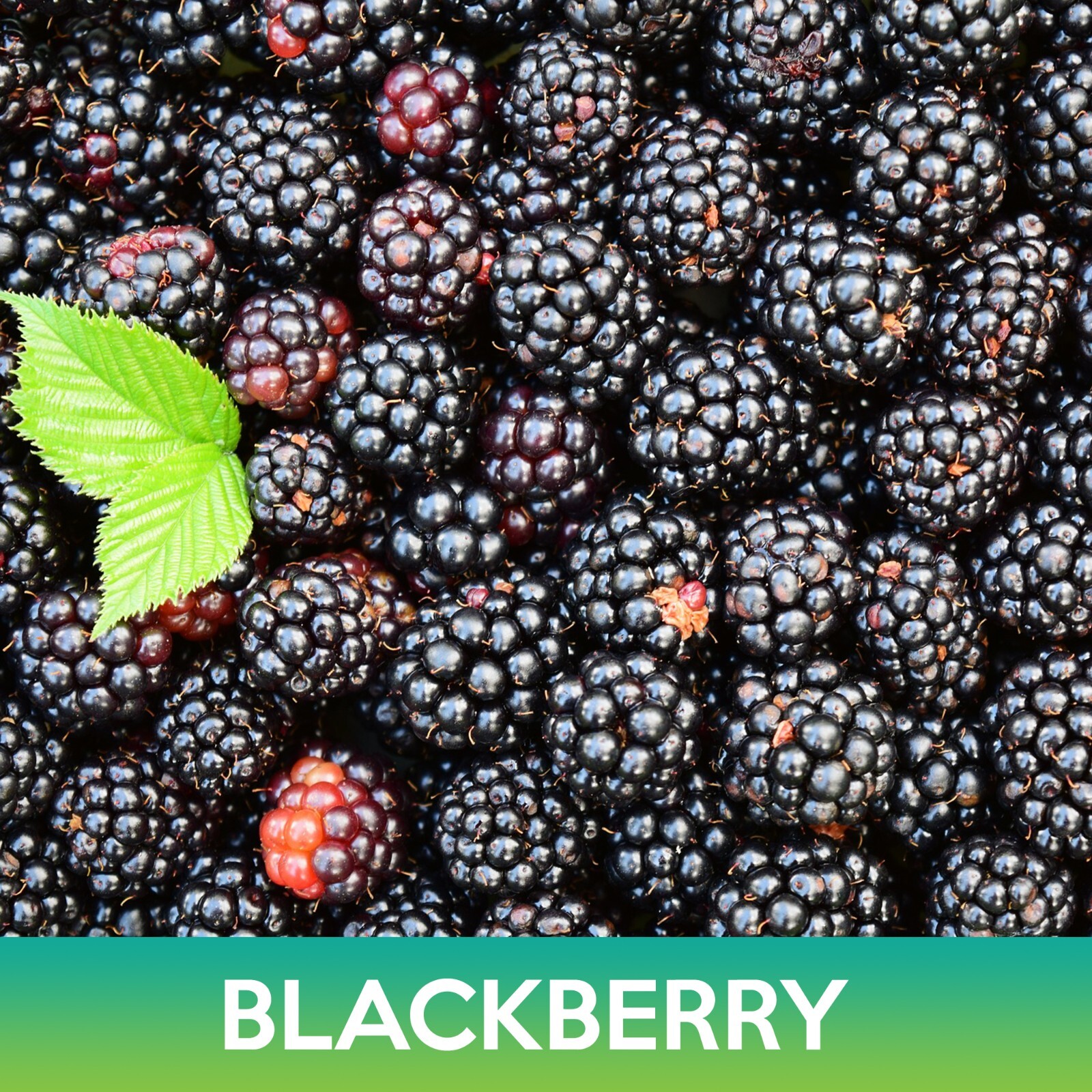 Blackberry Seeds, Rubus allegheniensis