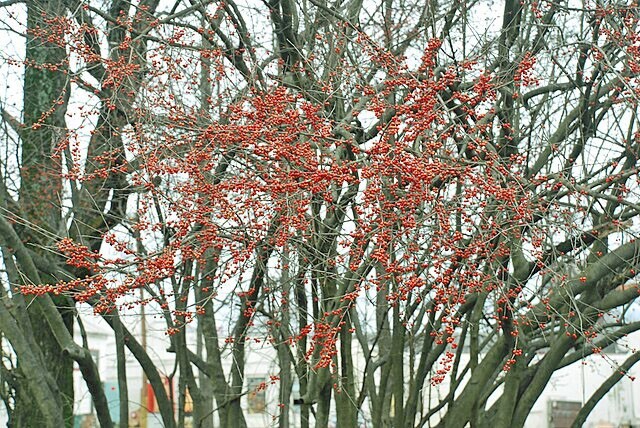 Ilex decidua | Deciduous Holly | 20 Seeds