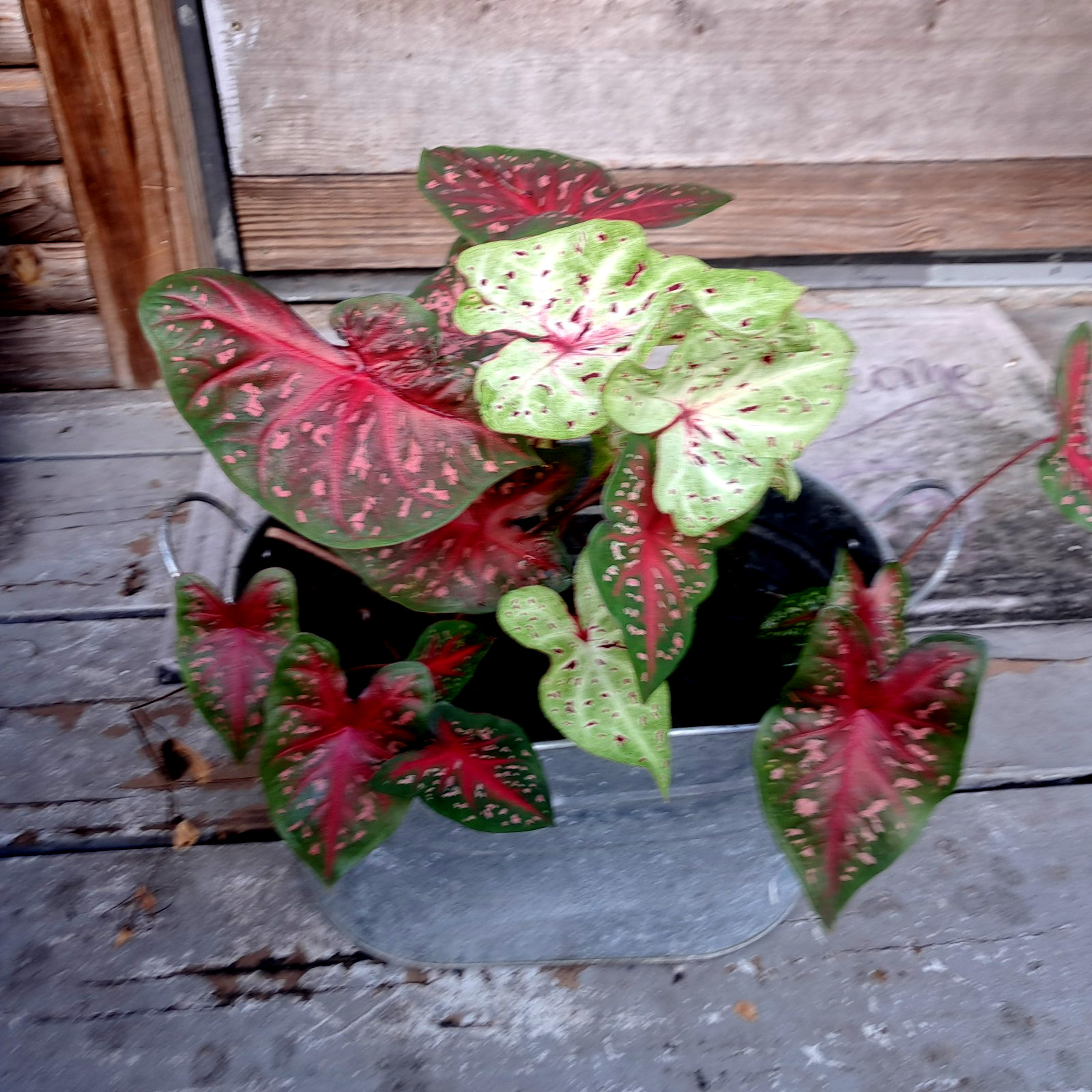 Caladium Bulbs for Planting , Mix 24 Bulbs Multi Colors from Florida