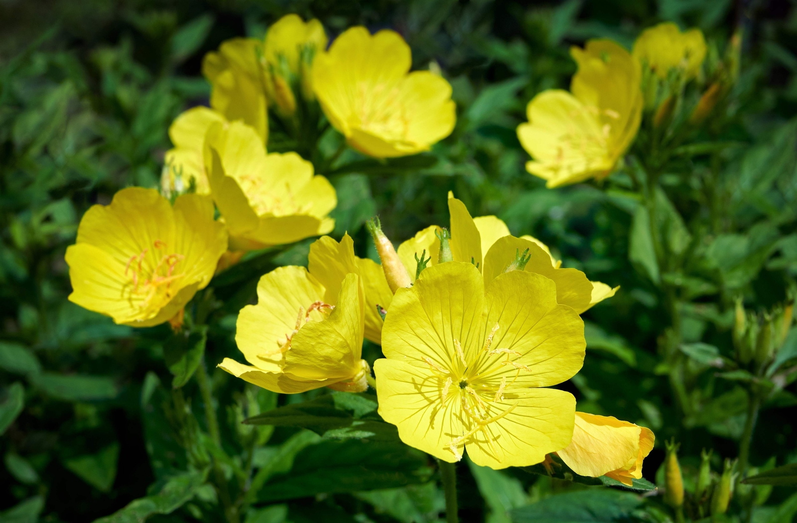 150 DWARF EVENING PRIMROSE Missouri Ozark Sundrops Oenothera Yellow Flower Seeds