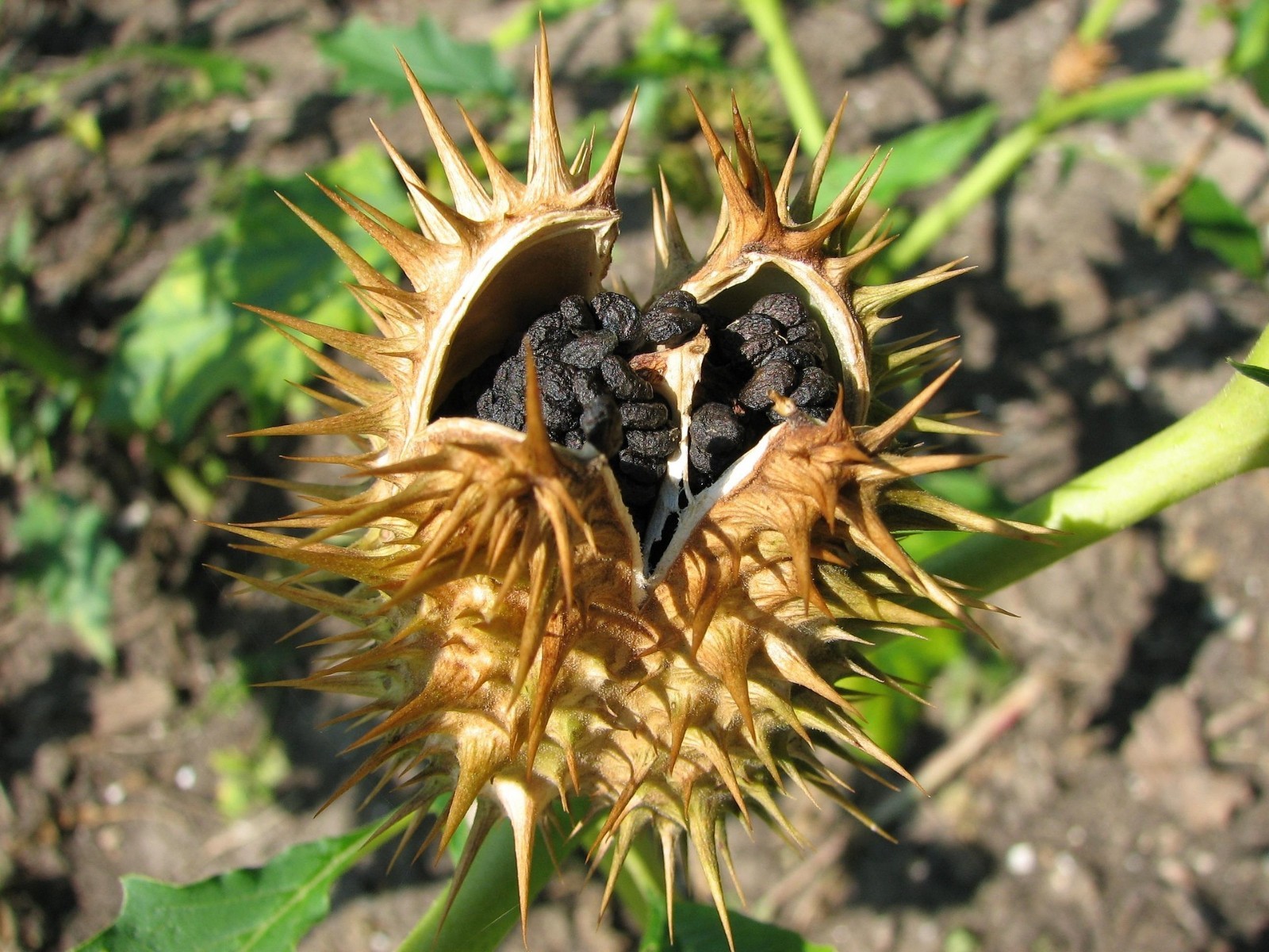 Datura Stramonium 50 Seeds, Jimson Weed, Thornapple, Devil’s Trumpet Wildcrafted