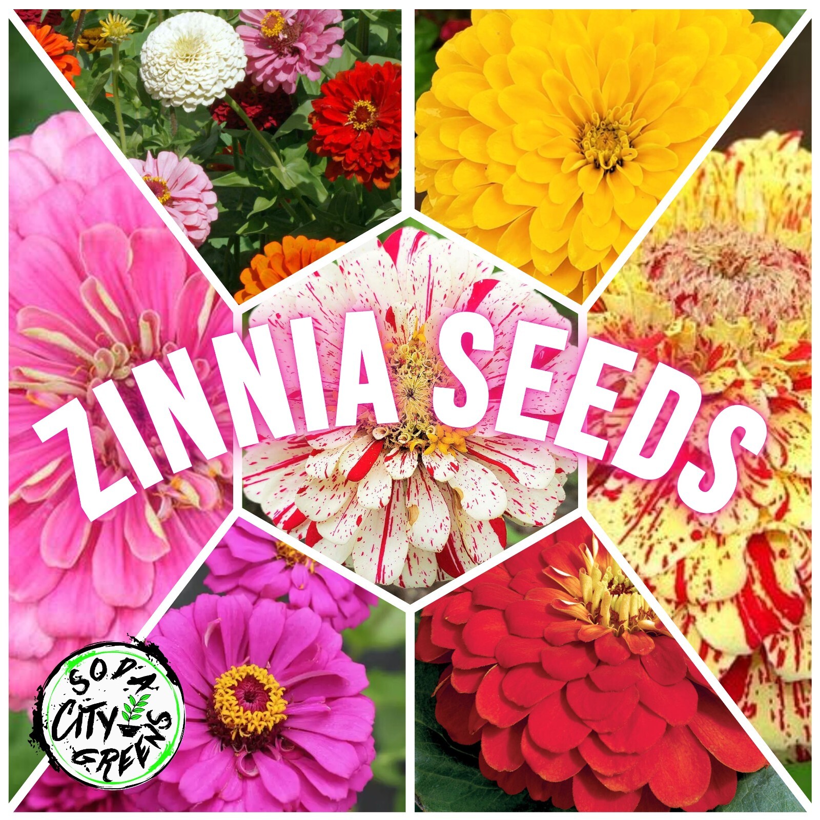 Zinnia Flower Seed Packs (California Giant, Candy Cane, Enchantress and more!)