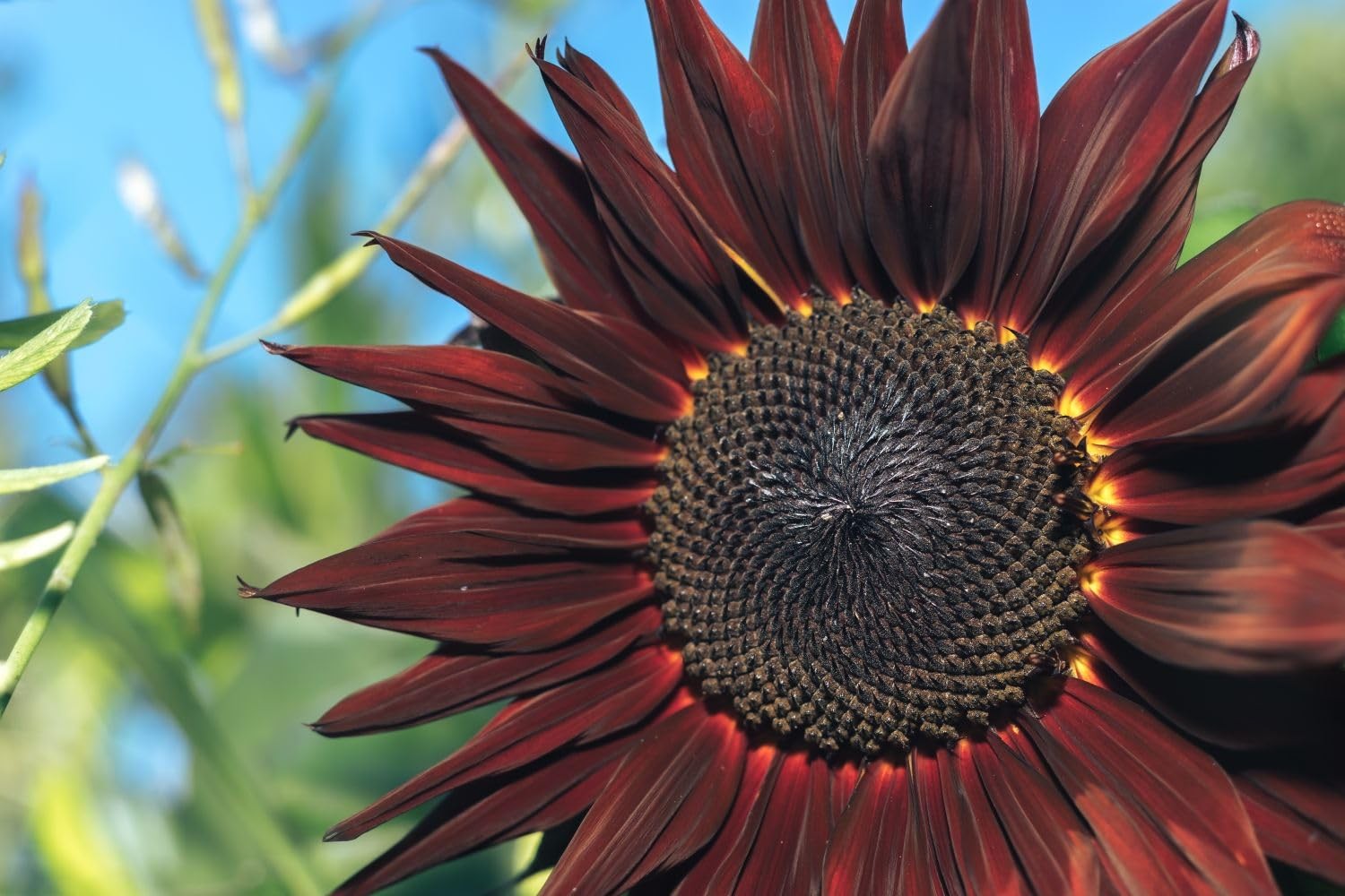 Mixed Varity Sunflower Seeds for Planting – 200+ Heirloom Non-GMO Giant Red P…