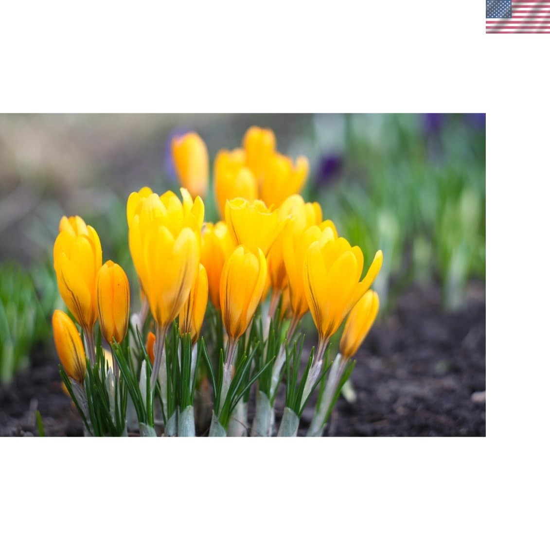 10 Golden Yellow Crocus Bulbs – Easy Maintenance Perennials for Vibrant Gardens