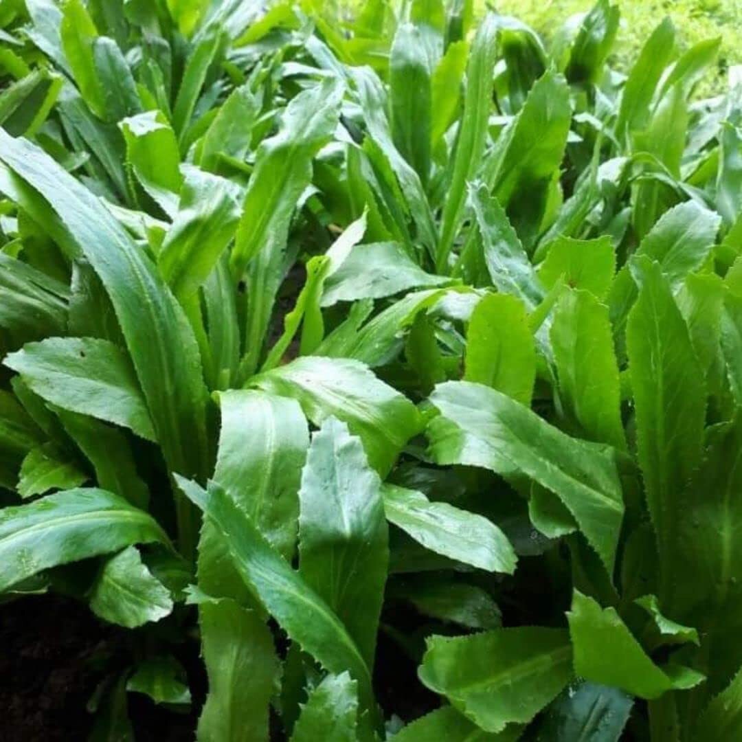 500 Culantro Seeds Stinkweed, Duck-Tongue herb, Sawtooth, or Saw-Leaf herb Seeds