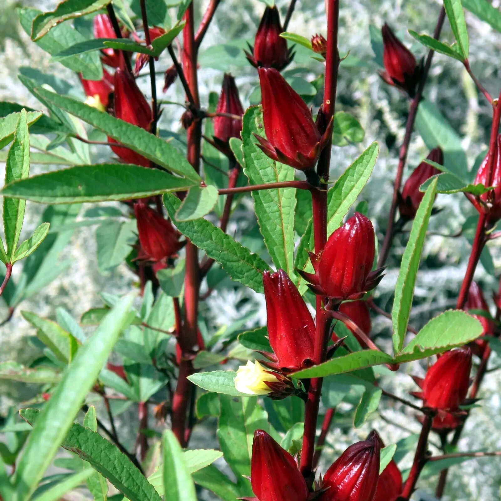 Roselle Seeds Hibiscus sab Jamaican Sorrel Florida Cranberry RARE LUOSHEN FLOWER