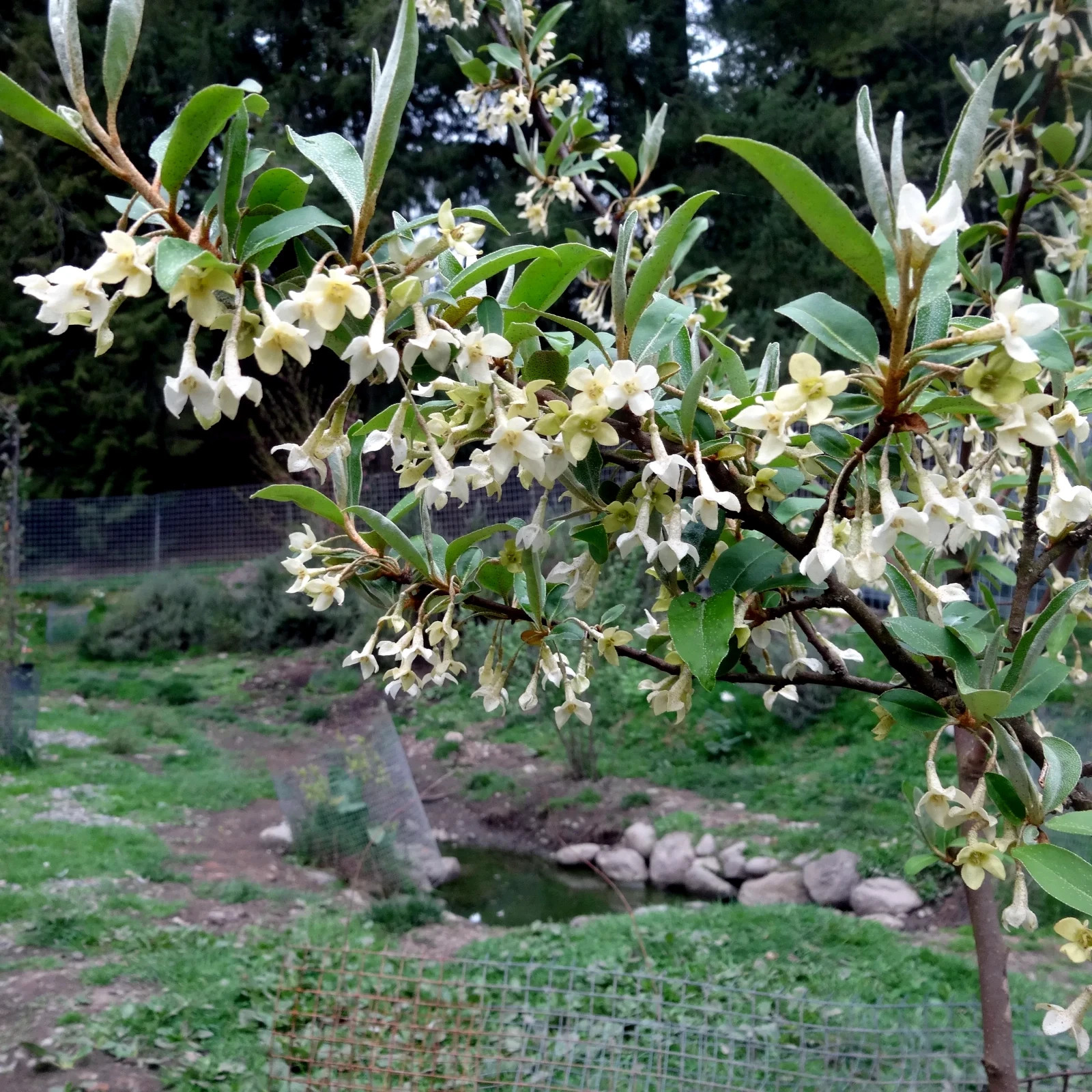 Goumi Berry Tree Seeds Elaeagnus multiflora Rare Hardy Cherry Silverberry Fruit