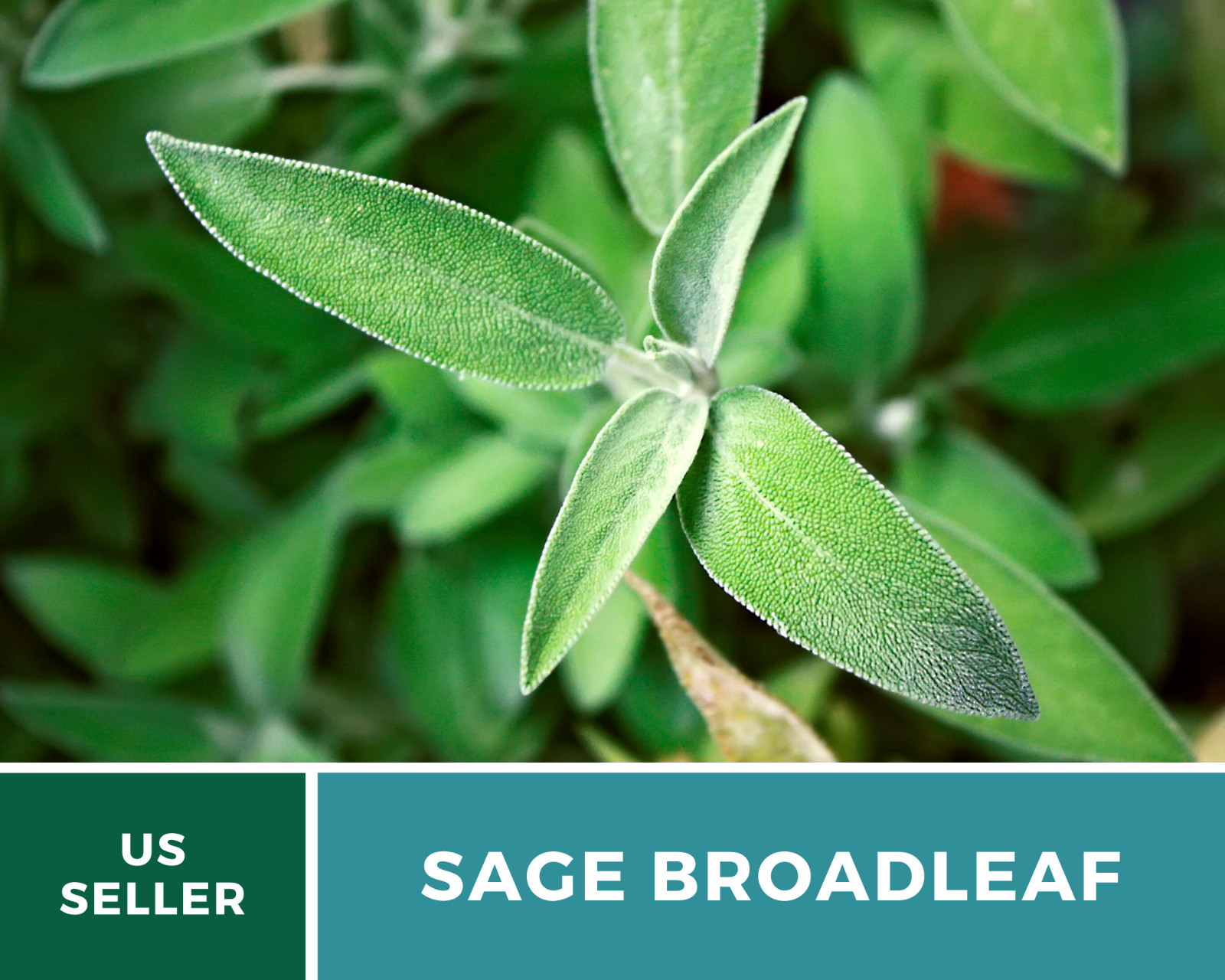 Sage – Broadleaf (Salvia Officinalis) – 100 seeds