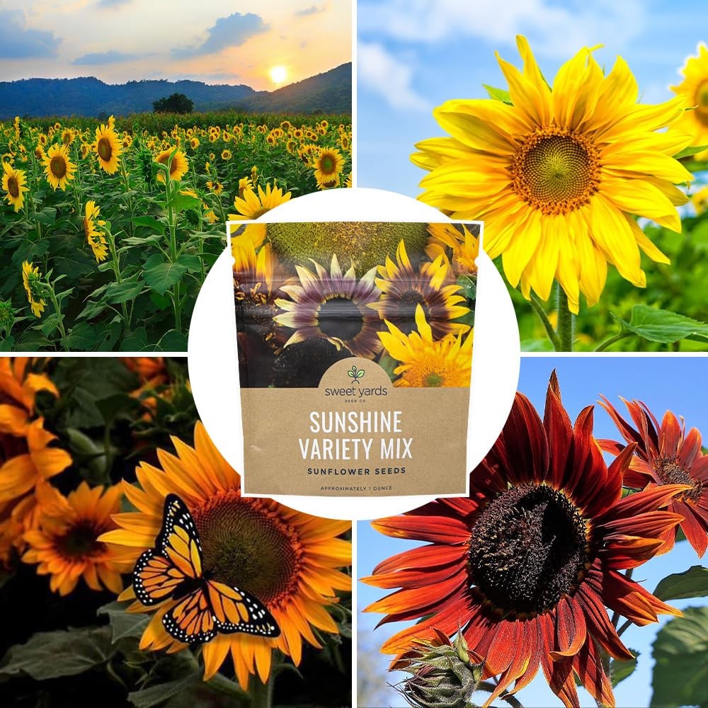 1 Ounce Sunflower Variety Mix 10 Types Bulk Open Pollinated Flower Seeds