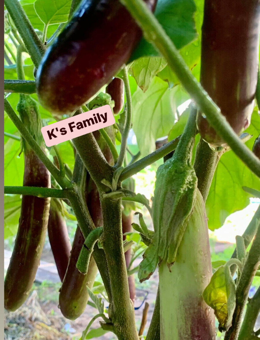 LONG PURPLE EGGPLANT SEEDS, HẠT CÀ TÍM DÀI, 紫茄子, 보라색 가지 | Non-GMO |