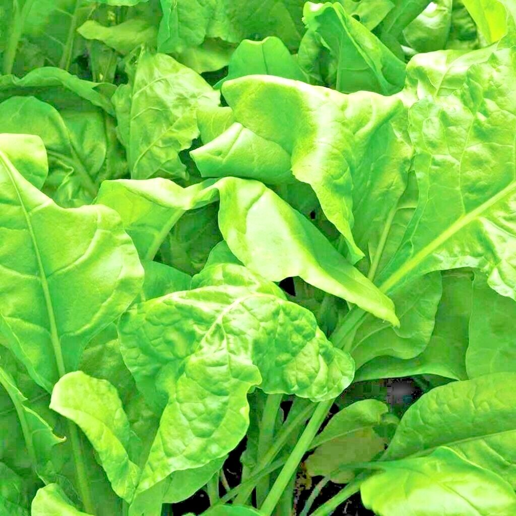 601+TENDERGREEN MUSTARD Seeds Organic Spring Fall Garden Container Greens Easy