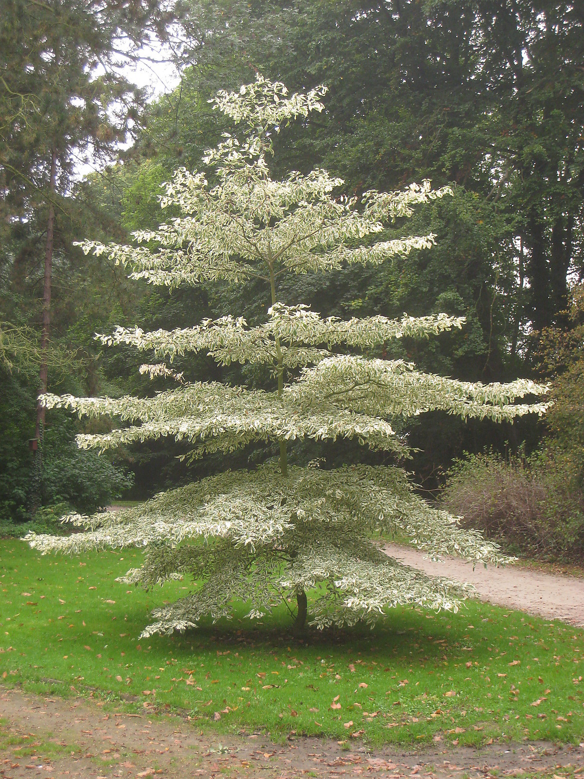 Cornus controversa PAGODA DOGWOOD Seeds!