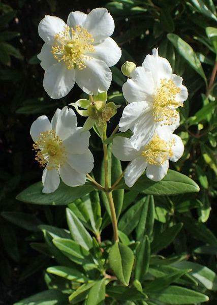 Carpenteria californica | Bush or California Anemone | 20 Seeds