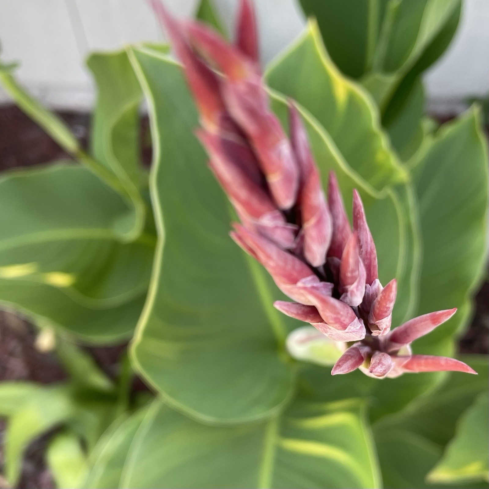 Canna Lilly Bulbs Multi Color Mixed Red Orange AND Red Yellow X 3