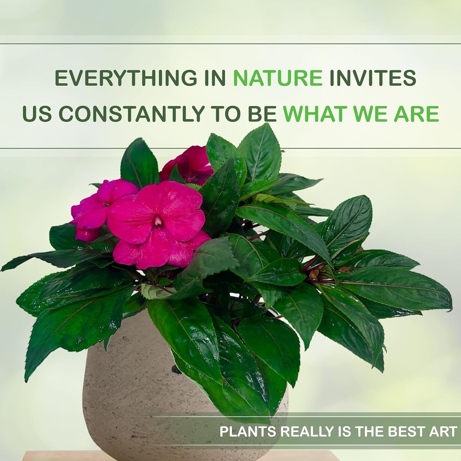 Impatiens Pink (Pack of 2)– Lush Blooming Annual with Soft Pink Flowers
