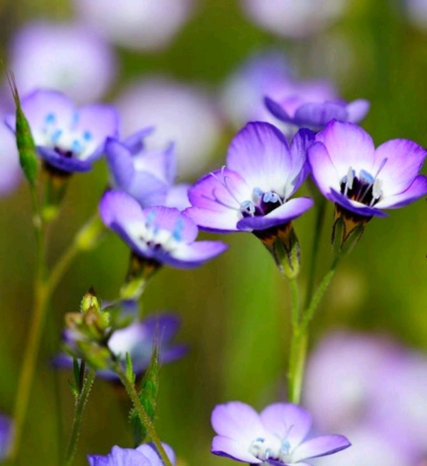 750+ Bird’s Eyes Seeds **Fresh Seeds** ~~Free Shipping~~