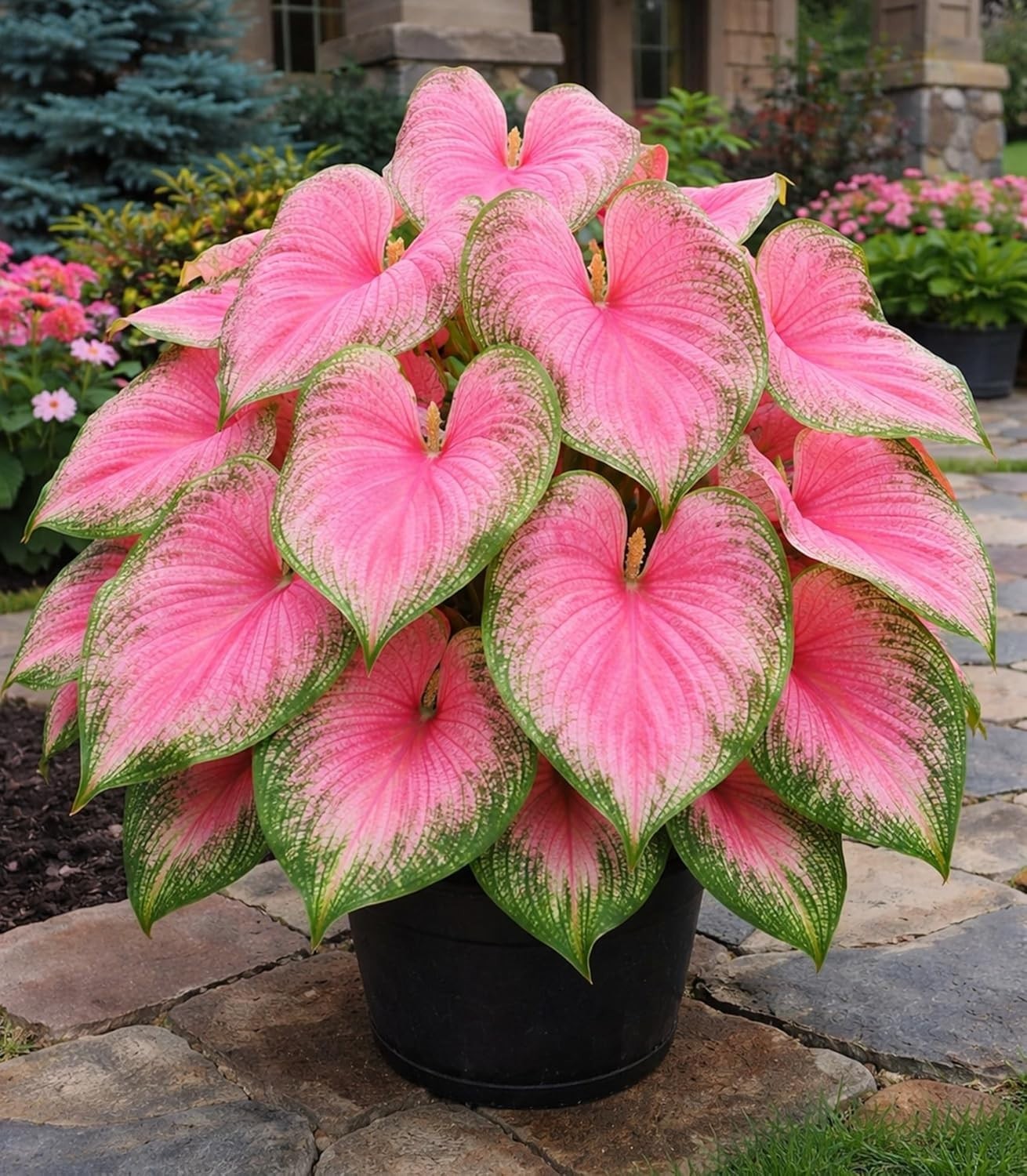 Vibrant Pink & Green Caladium Bulbs – Perfect for Shades, 6 Easy-Grow Bulbs