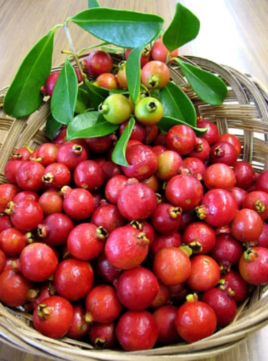 Strawberry Guava Plant – 5-9″ Tall – Sweet Edible Tropical Fruit Tree for Garden