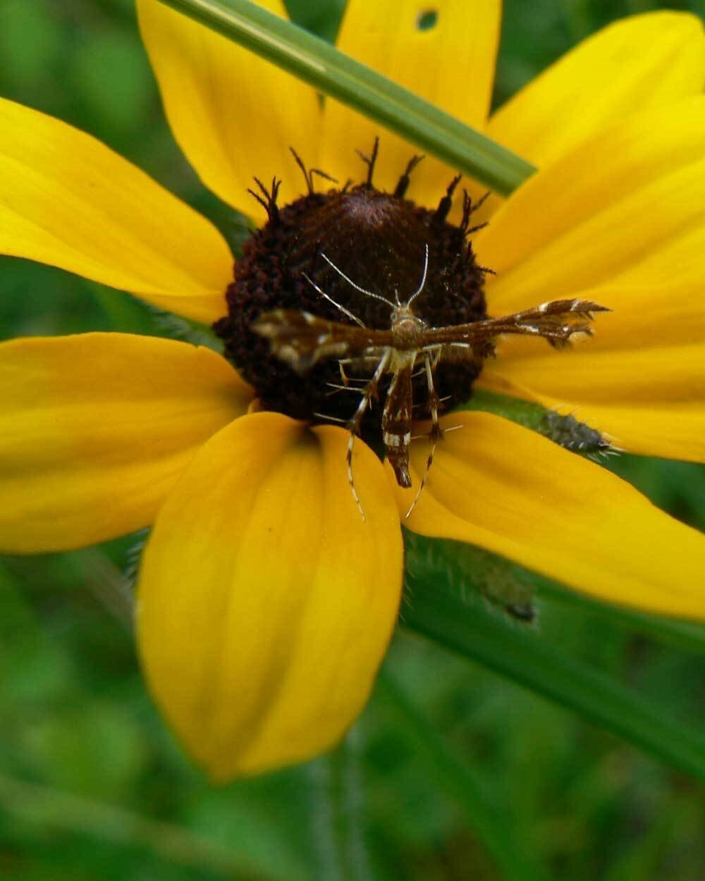 Rudbeckia hirta| Black-eyed Susan| Gloriosa Daisy| 1000_Seeds