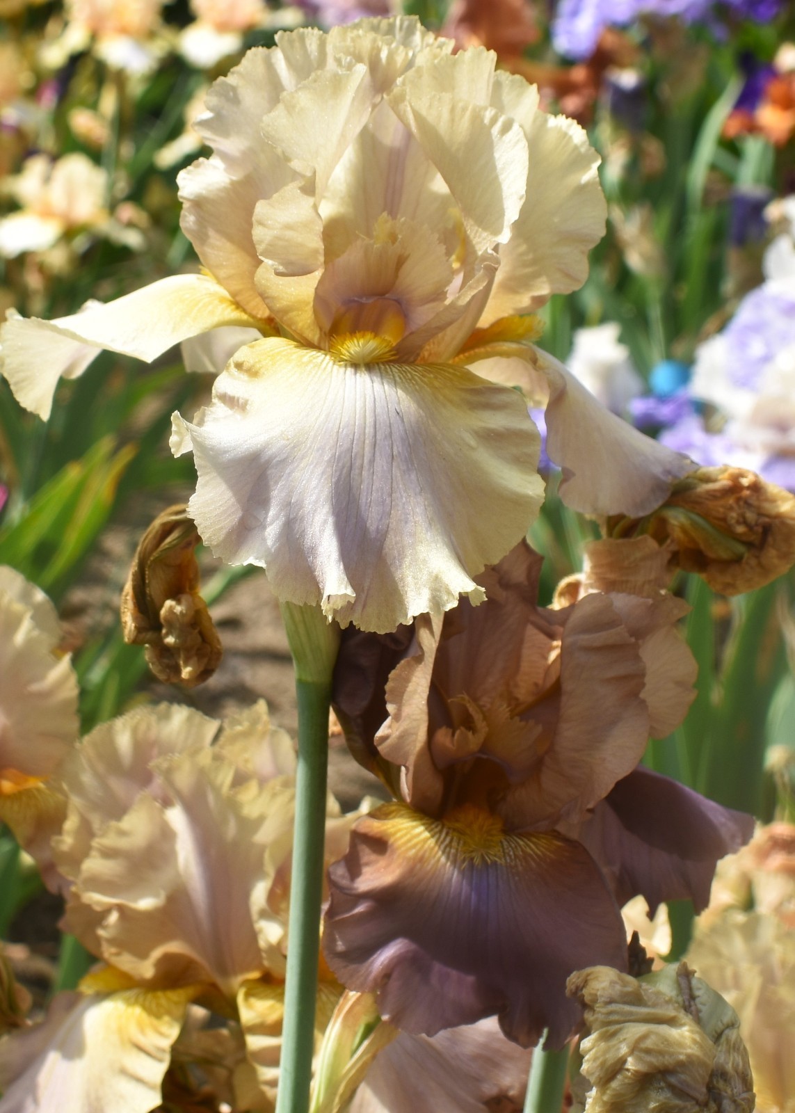 ‘Downtown Brown’ ‘Tall Bearded Iris Rhizome PRE-SALE to Ship Aug/Sept