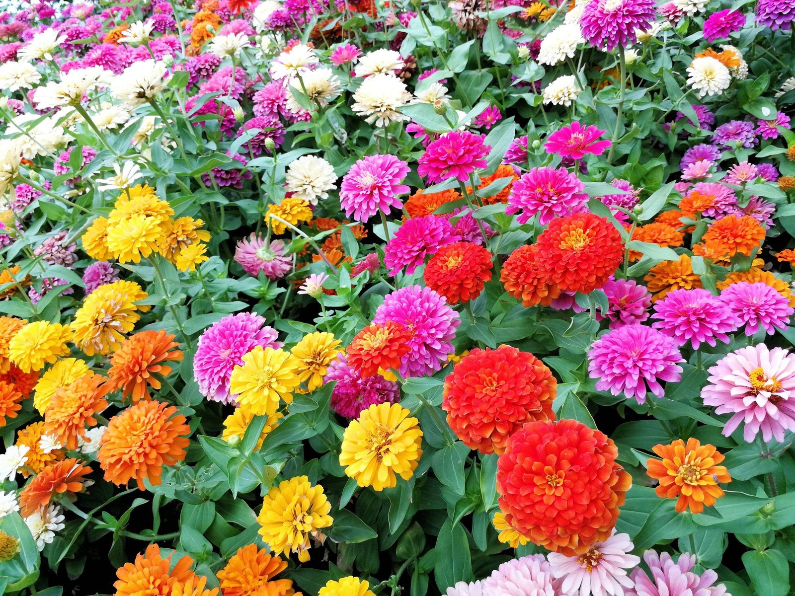500 MIXED COLORS CALIFORNIA GIANT ZINNIA Elegans Flower Seeds *Flat S/H
