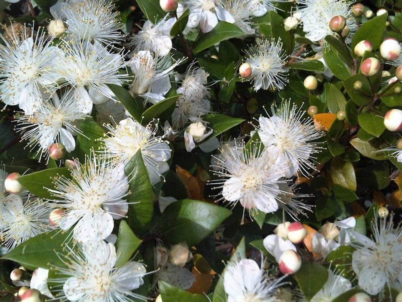 20 TRUE MYRTLE Myrtus Communis White Flower Edible Blue Berry Fruit Shrub Seeds