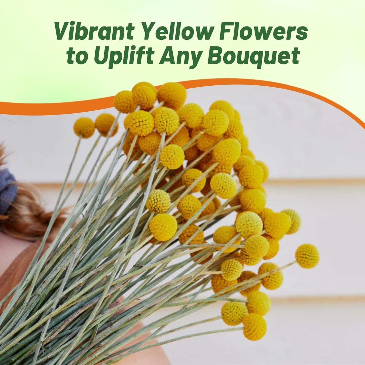 1000 Seeds Yellow Craspedia Globosa Billy Buttons Seeds For Planting Outdoors