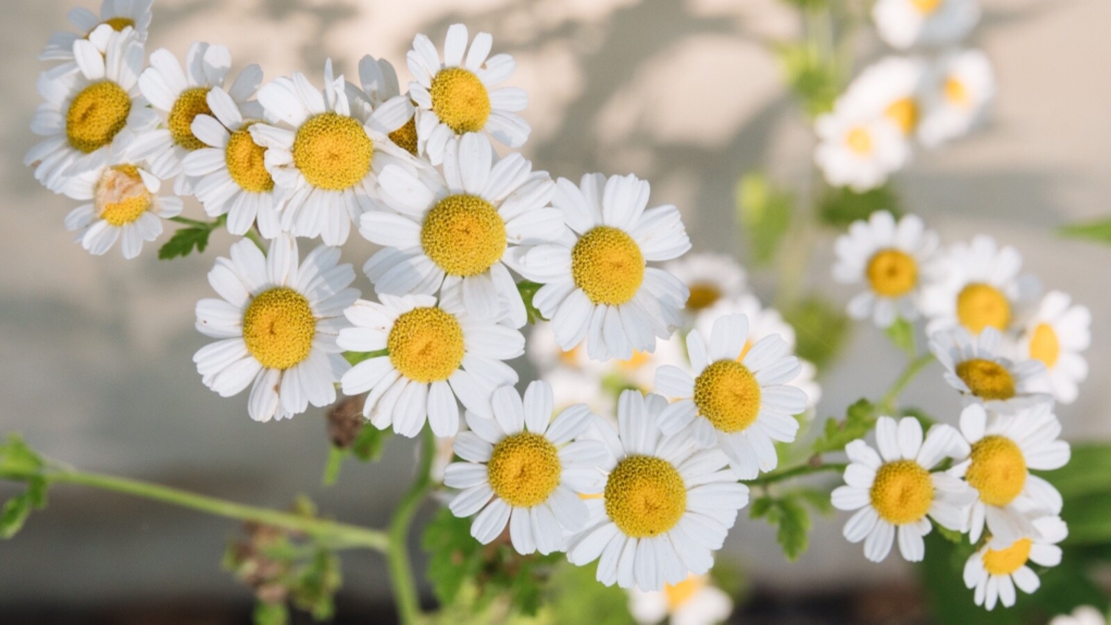 Chamomile Seed fresh crop 600 seeds
