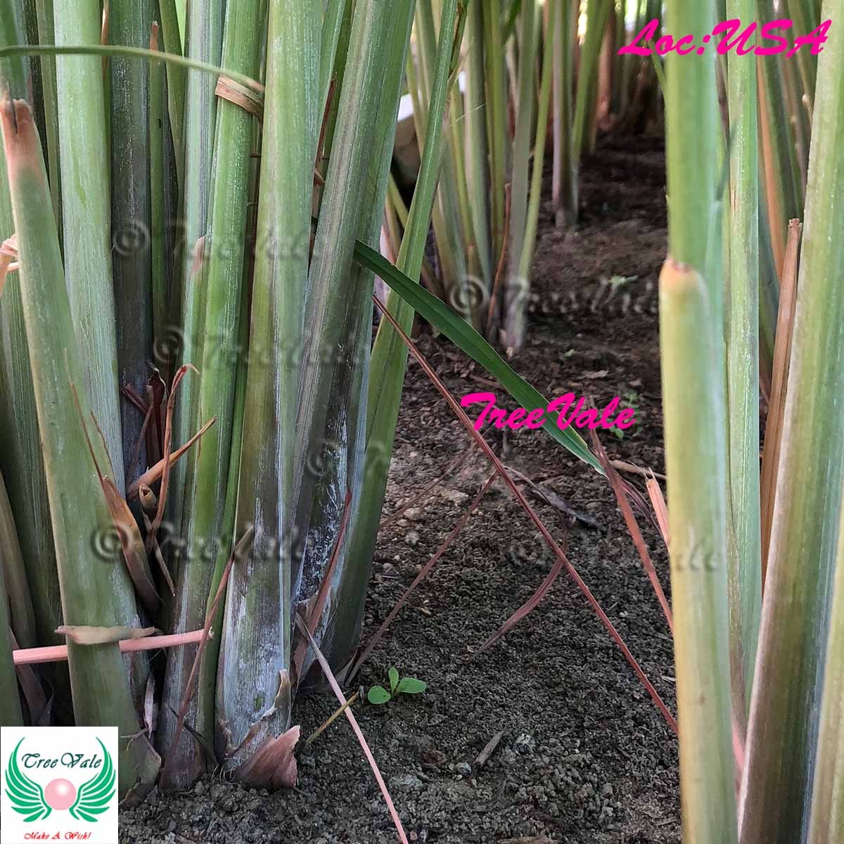 2 Lemongrass Stalks Plugs Live Cymbopogon Sereh Plant Healthy Herb | Lemon Grass