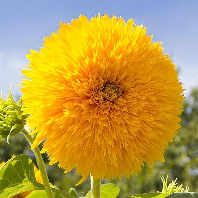 Dwarf Teddy Bear Sunflower Seeds Heirloom Non-GMO Attracts Pollinators