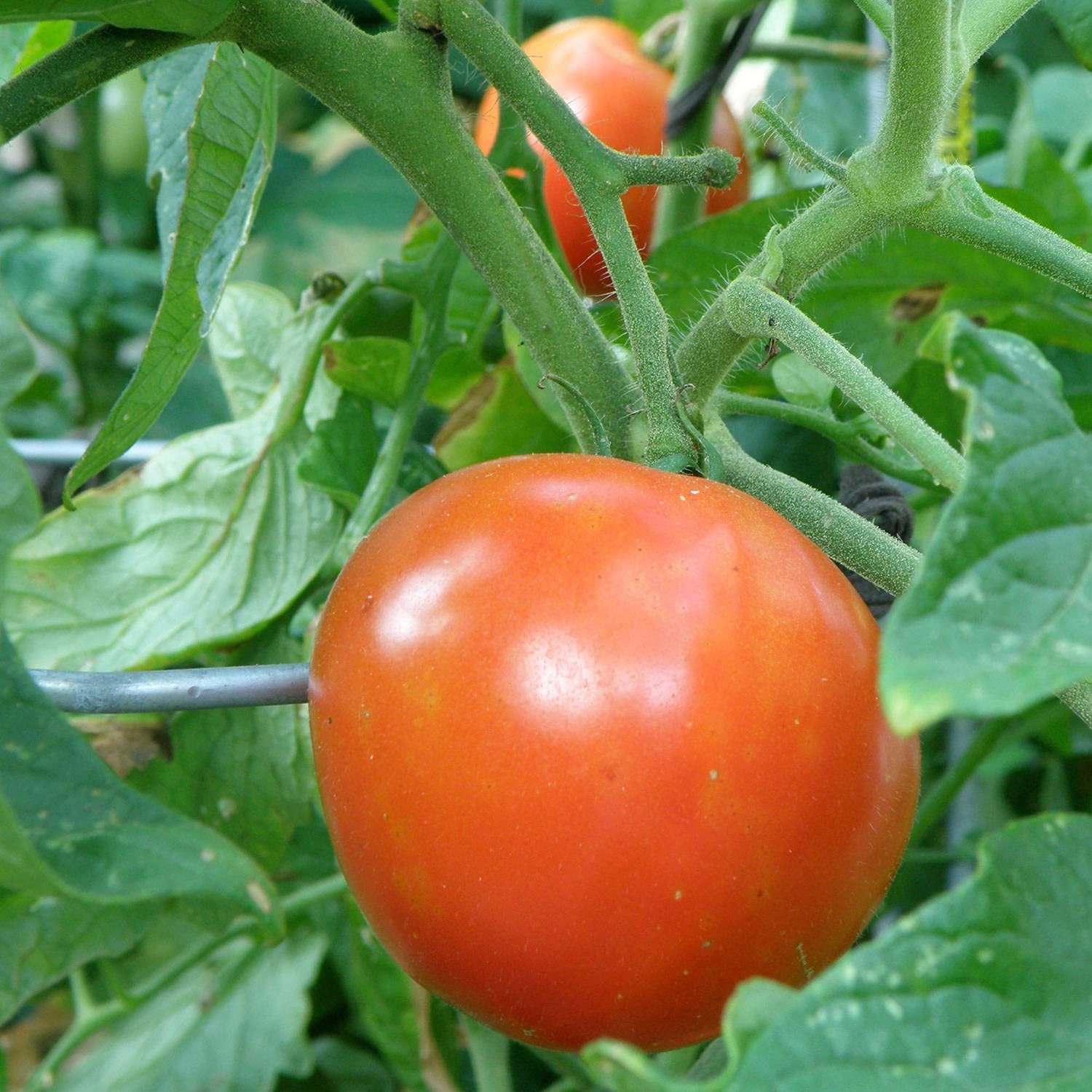 Better Boy Tomato Plants – 4 Pack, Disease Resistant, Non-GMO, Large 16 oz Fruit