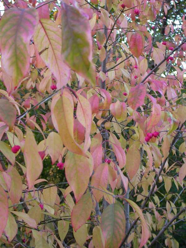 Wahoo Burning Bush, Euonymus atropurpurea Seeds (Showy, Fall Color, Hardy)