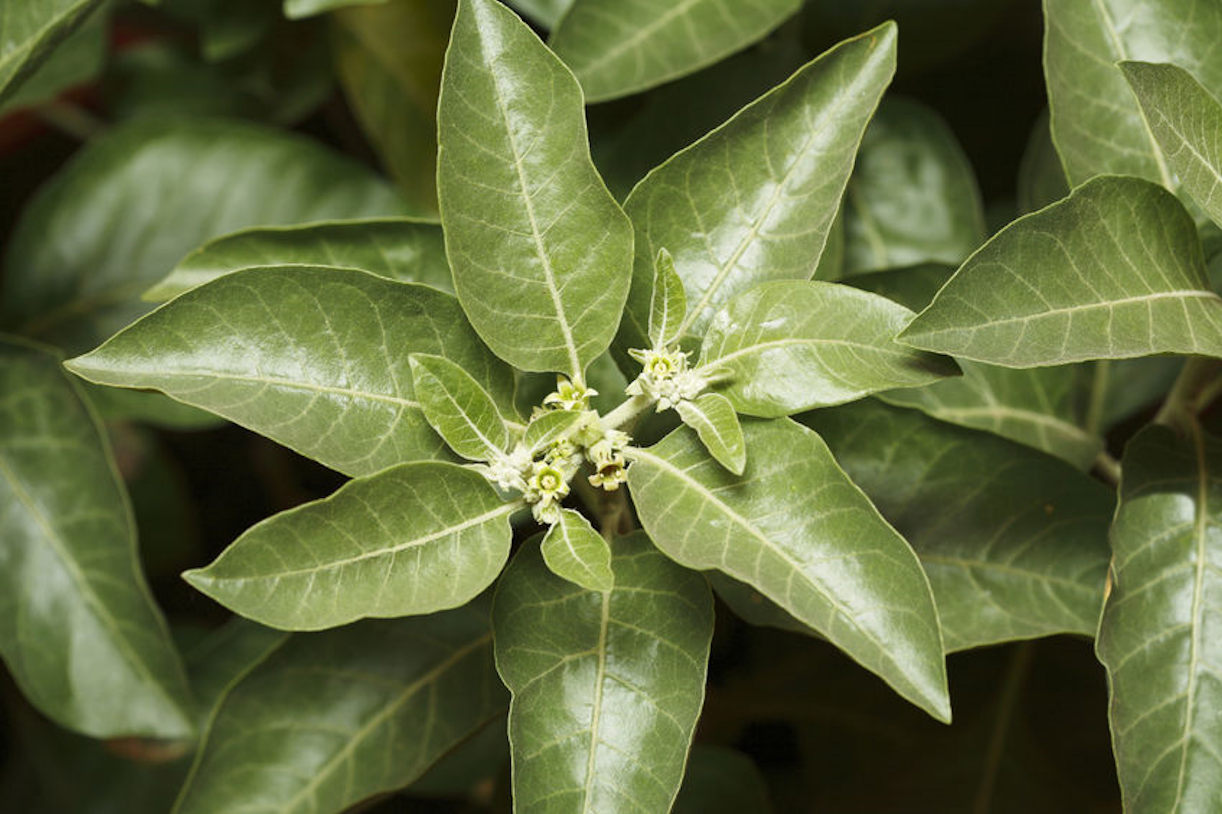 20 Seeds Withania somnifera Indian Ginseng Ashwaganda